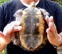 Rhinoclemmys pulcherrima rogerbarbouri