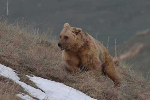 Eurasian Brown Bear photographed in Armenia
