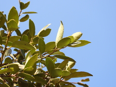 Ilex discolor tolucana