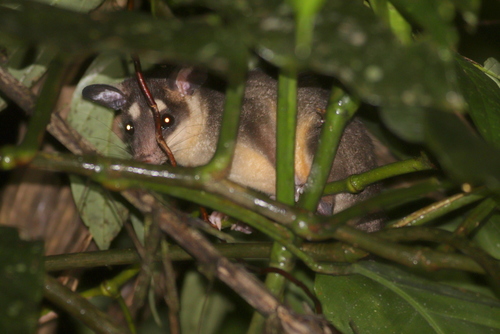 Anderson's Four-eyed Opossum