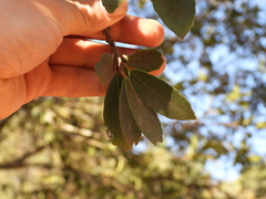 Ilex discolor tolucana