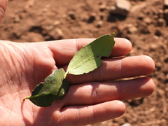 Ilex discolor tolucana