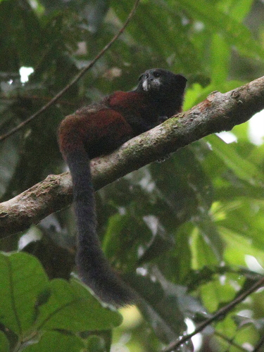 Red-mantled Saddle-back Tamarin