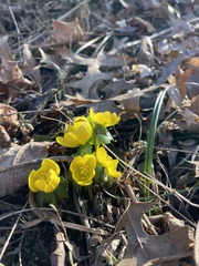 Eranthis hyemalis