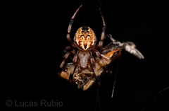 Araneus venatrix