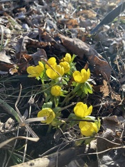 Eranthis hyemalis