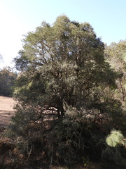 Ilex discolor tolucana