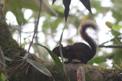 Sciurus granatensis