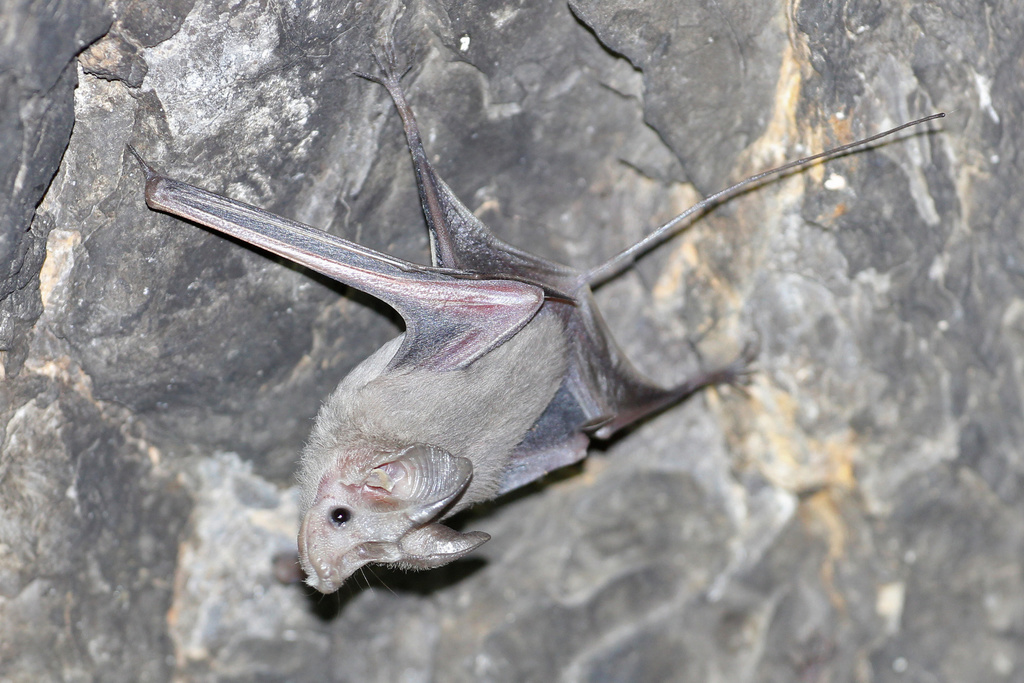 Small Mouse-Tailed Bat