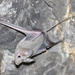 Small Mouse-tailed Bat - Photo (c) Jan Ebr, some rights reserved (CC BY), uploaded by Jan Ebr