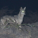 Canis lupus arabs - Photo (c) Jan Ebr, algunos derechos reservados (CC BY), uploaded by Jan Ebr
