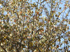 Tilia americana mexicana