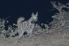 Hyaena hyaena