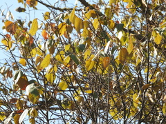 Tilia americana mexicana