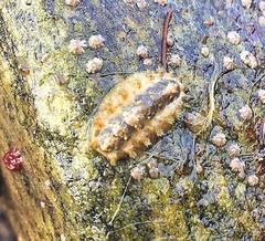 Acanthochitona crinita