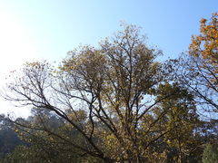 Tilia americana mexicana