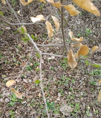 Citharexylum berlandieri