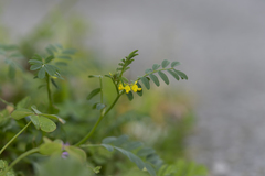 Hippocrepis