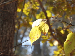 Tilia americana mexicana
