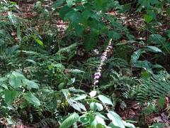Salvia carnea