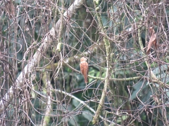 Rhytipterna holerythra holerythra