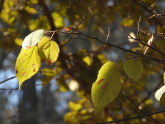 Tilia americana mexicana