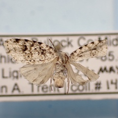 Clemensia ochreata