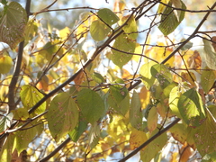 Tilia americana mexicana