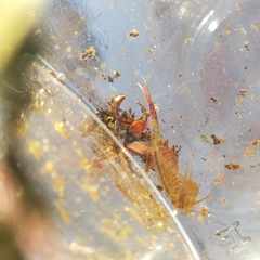 Eubranchipus vernalis