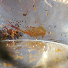 Eubranchipus vernalis