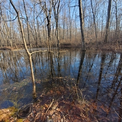 Eubranchipus vernalis