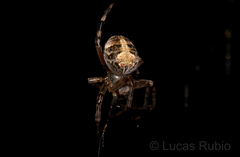 Araneus omnicolor