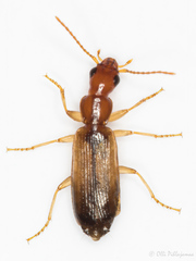 Dromiusina