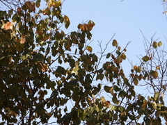 Tilia americana mexicana
