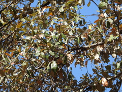 Quercus castanea