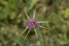 Tragopogon coelesyriacus
