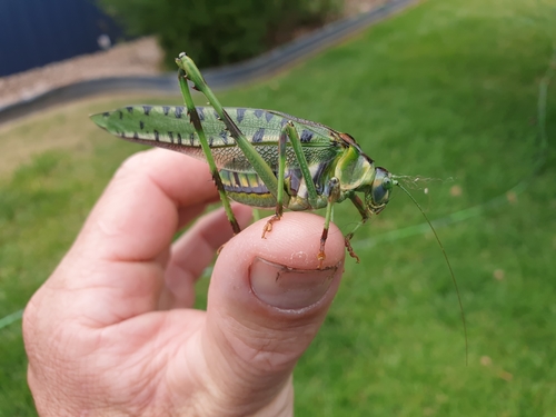 Ephippitytha maculata