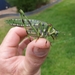 Ephippitytha maculata - Photo (c) Will Ford, algunos derechos reservados (CC BY-NC), subido por Will Ford