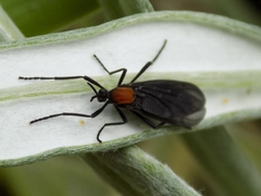 Plecia ruficollis