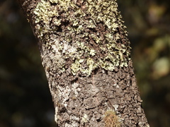 Quercus castanea