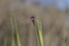 Tragopogon coelesyriacus