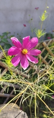 Cosmos bipinnatus