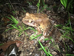 Leptodactylus pentadactylus