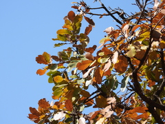 Quercus laeta