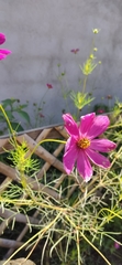 Cosmos bipinnatus