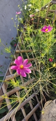 Cosmos bipinnatus