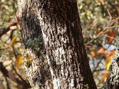 Quercus laeta