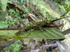 Paraprisopus