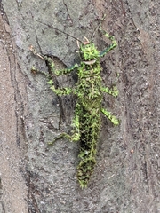 Paraprisopus