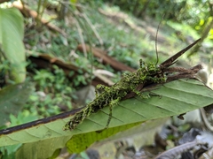 Paraprisopus